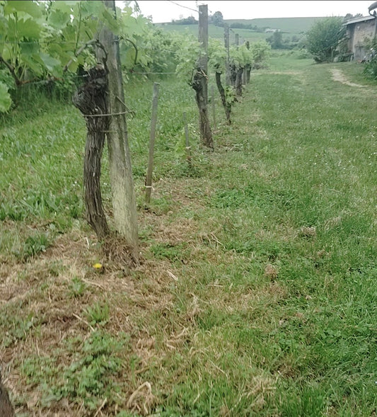 Work once done, not done, as if animals had left a field this work these vines as yet un-numbered?